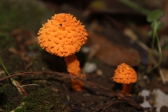 Agaricus crocopeplus