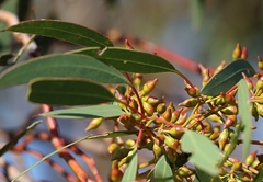 Eucalyptus socialis