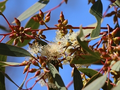 Eucalyptus socialis