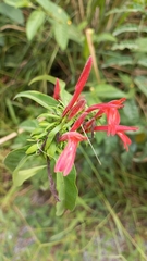 False Foxglove (Sericographis)