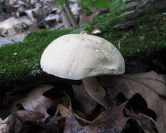 Caloboletus inedulis