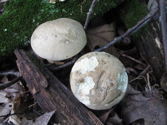 Caloboletus inedulis