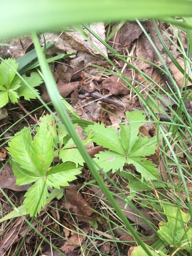 photo of Cinquefoils (Potentilla)