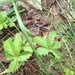 photo of Cinquefoils (Potentilla)