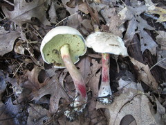 Caloboletus inedulis