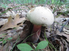 Caloboletus inedulis