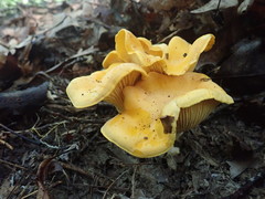 Cantharellus flavus