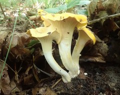 Cantharellus phasmatis