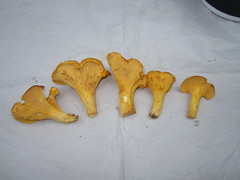Cantharellus flavus