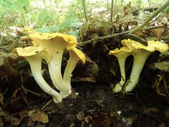 Cantharellus phasmatis