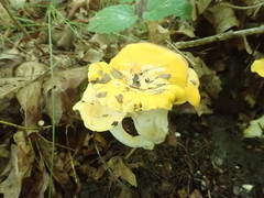 Cantharellus phasmatis