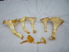 Cantharellus phasmatis