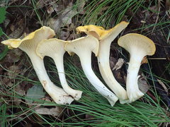 Cantharellus phasmatis