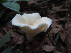 Cuphophyllus angustifolius