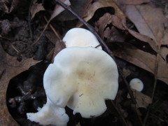 Cuphophyllus angustifolius