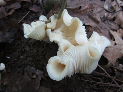 Cuphophyllus angustifolius