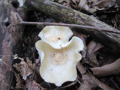 Cuphophyllus angustifolius