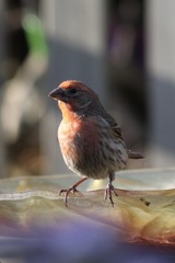 Haemorhous mexicanus