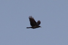 Corvus corax
