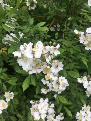 photo of Multiflora Rose (Rosa multiflora)