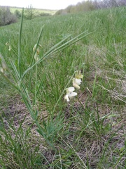 Lathyrus pannonicus