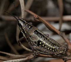 Monistria pustulifera