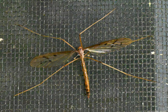 Tricyphona