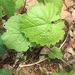 photo of Plants (Plantae)