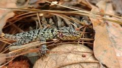 Sceloporus smaragdinus