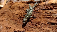Sceloporus smaragdinus