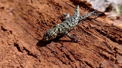 Sceloporus smaragdinus