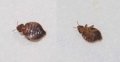 Cimex lectularius