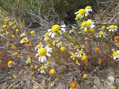 Oncosiphon africanus