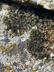 Leptochidium albociliatum