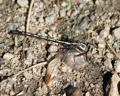 Phanogomphus exilis