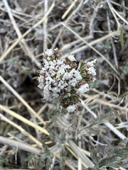 Lomatium orientale