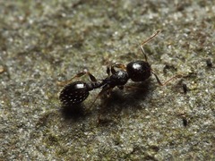 Temnothorax longispinosus