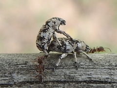Colecerus marmoratus