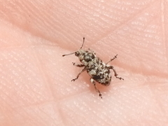 Colecerus marmoratus