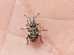 Colecerus marmoratus