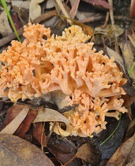 Ramaria capitata