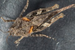 Paratettix argillaceus