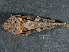 Paratettix argillaceus