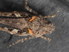 Paratettix argillaceus