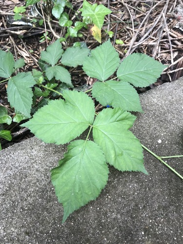 photo of Allegheny Blackberry (Rubus allegheniensis)