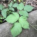 photo of Allegheny Blackberry (Rubus allegheniensis)