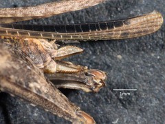 Paratettix argillaceus