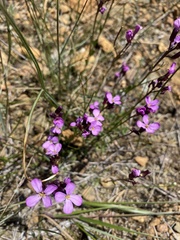 Arabis aculeolata