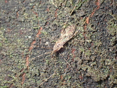 Amphineurus hudsoni