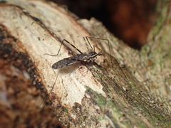 Amphineurus bicinctus
